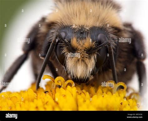 close-up of the face of a yellow-faced bumblebee (Bombus vosnesenskii ...