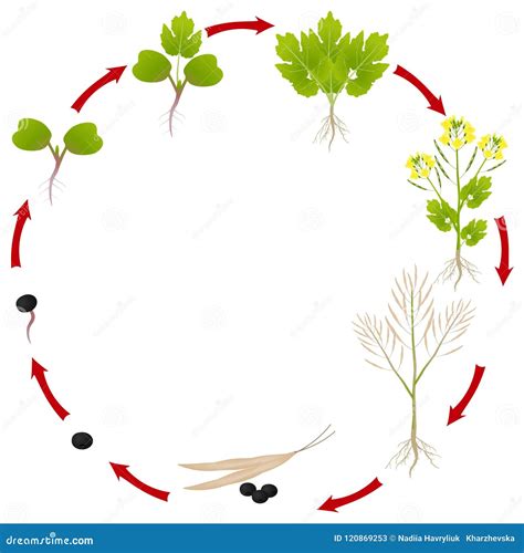 Rapeseed Cycle Of Life. Oilseed Plant Round Growth Stages. Growing ...