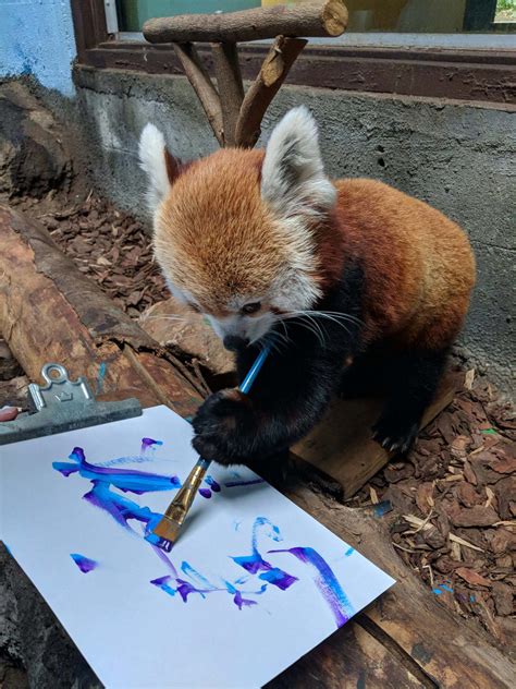 Red Panda Painting at PaintingValley.com | Explore collection of Red ...