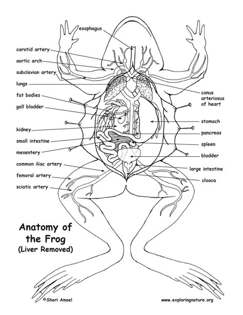 Frog Anatomy (Under the Liver)