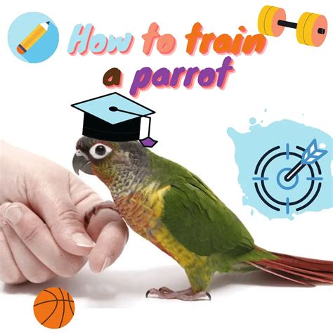 How to train a parrot - Training my green cheek conure