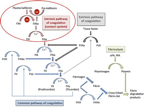 The coagulation cascade and fibrinolysis [5]. The coagulation cascade ...