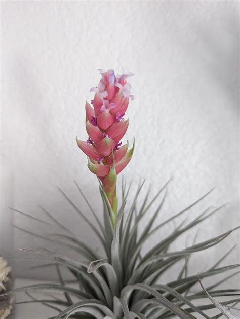 I had previously shared my blooming Tillandsia. Wanted to update and ...