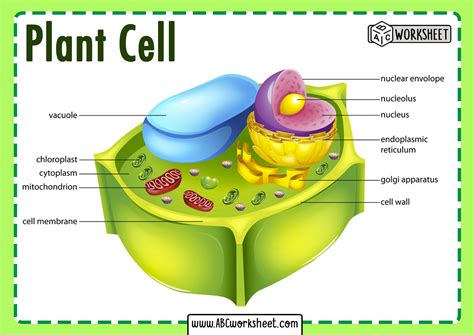 Plant Cell Parts - ABC Worksheet