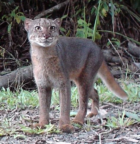 Bornean Bay Cat, Pardofelis badia | Cats, Rare cats, Wild cat species