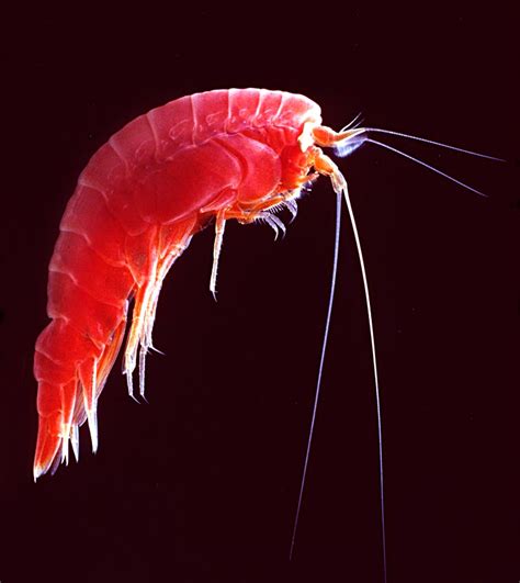 Understanding Amphipods: Identification, Habitat, Diet, and Control ...