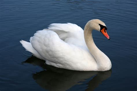 File:Mute swan Vrhnika.jpg