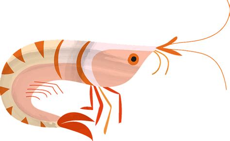 Shrimp Clipart - Png Download - Full Size Clipart (#5273103) - PinClipart