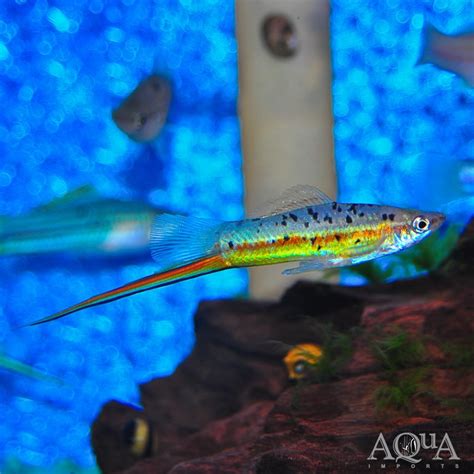 Otapa Wild Type Green Swordtail (Xiphophorus hellerii 'Otapa') - Aqua ...