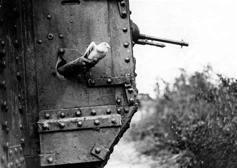 30 Surreal Historical Photos Of Military Animals In Action