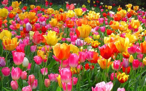 10 Top desktop wallpaper flowers tulips You Can Save It At No Cost ...