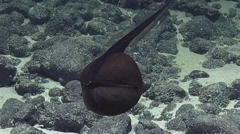 Gulper Eels are Terrifying and Awesome - Ocean Conservancy