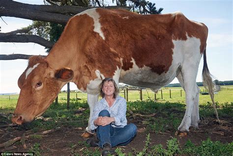 Big Moo may be world's largest cow at 14-foot-long and 190cm tall ...