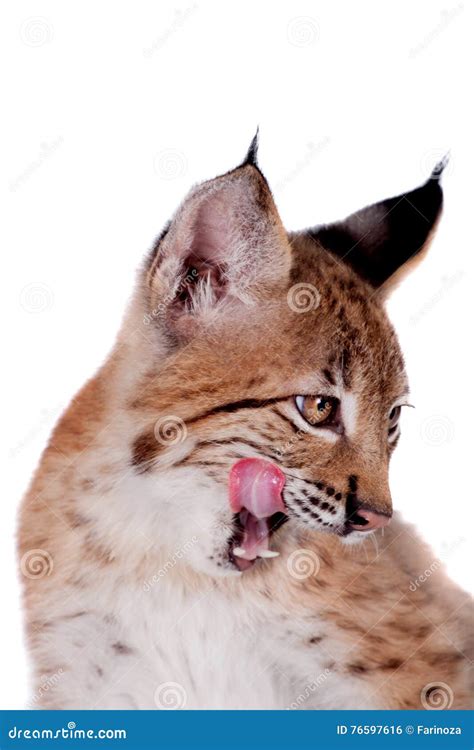 Eurasian Lynx cub on white stock photo. Image of mammal - 76597616