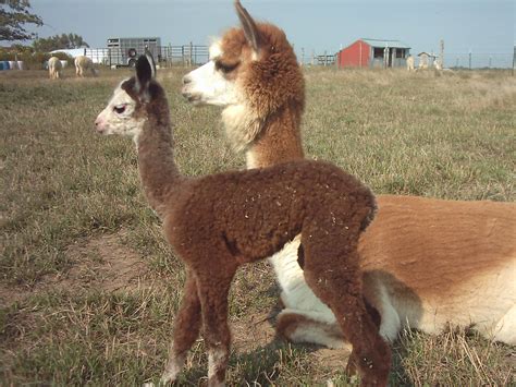 Alpaca Breeders - KAFFUSA