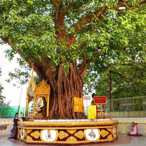 Norie Quintos on Instagram: “Under the bodhi tree: At one of the ...