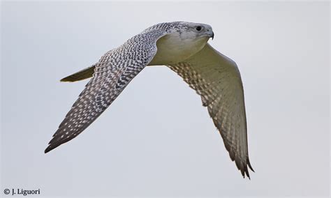 Raptor Identification and Photography: White-morph Gyrfalcon