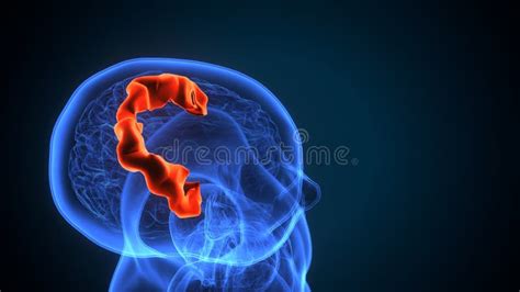 Primary Somatosensory Cortex Stock Illustrations – 42 Primary ...