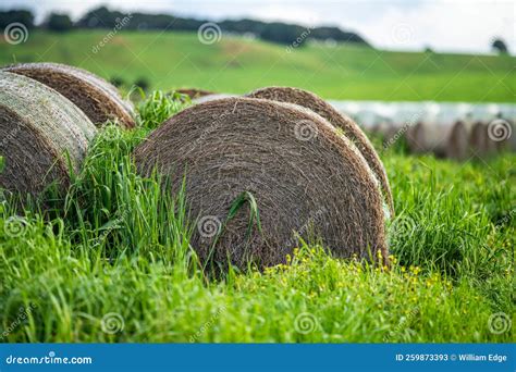 Silage and Hay Fodder in a Storage Yard on a Farm and Ranch. Animal ...