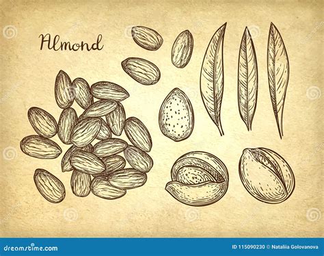 Ink sketch of almond. stock vector. Illustration of doodle - 115090230