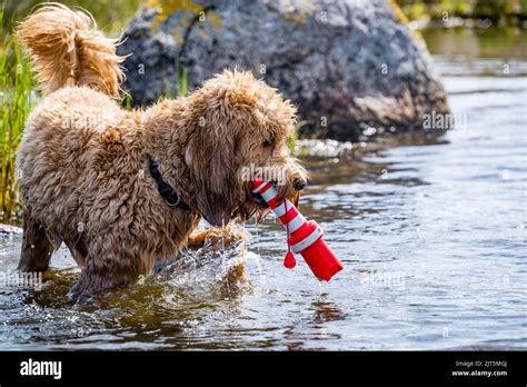 dog playing fetch in the water with toy Stock Photo - Alamy