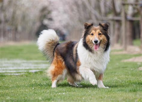 Shetland Sheepdog (Sheltie) Dog Breed Health and Care | PetMD