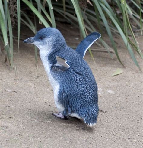 Little Blue Penguin - Bing Images | Spheniscidae, Fotos de pinguinos ...