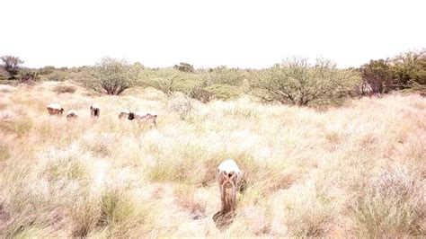 Grazing sheep , somali goats - YouTube