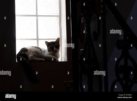 Silhouette of cat in front of window Stock Photo - Alamy