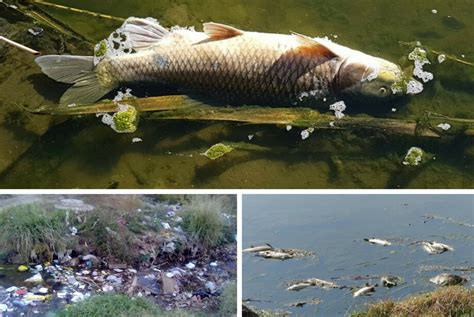 Vaal River sewage pollution promises not kept | Vaalweekblad