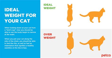 Is my Cat Overweight? | Petco