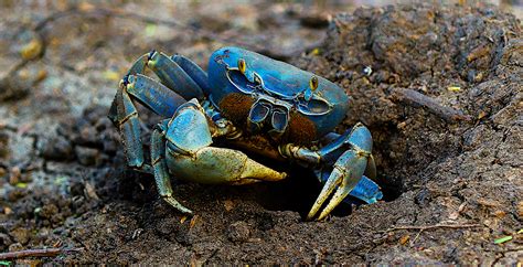 What’s the Deal with that Weird Big Blue Crab on the Beach? | Hook ...