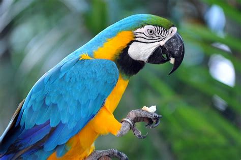 "Blue & Yellow Macaw, Singapore." by Ralph de Zilva | Redbubble