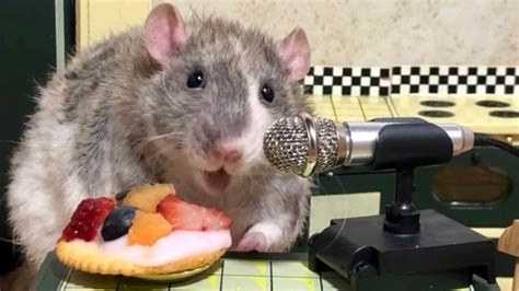 Cute Rats Eating Food to French Music - YouTube