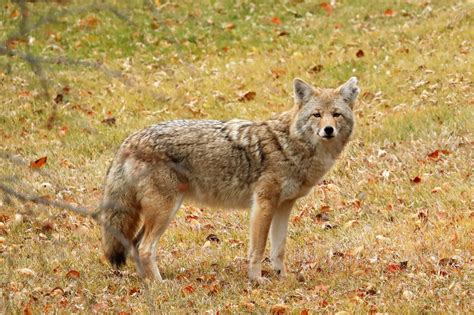 Urban coyotes – why now? – Our Communities