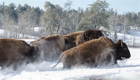 Bison Herd | Mammals, Herding, Brown bear