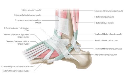 Upper Leg Muscles And Ligaments