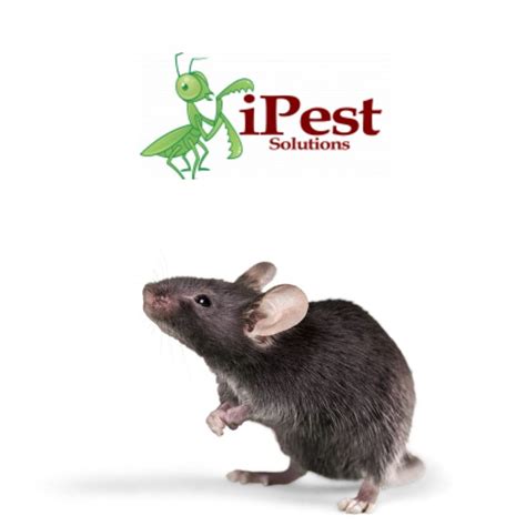 What Are The Signs Of A Mouse Infestation? - San Antonio, College ...