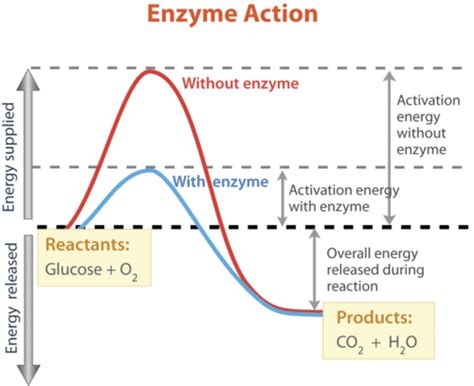 1.18: Enzyme Function - Biology LibreTexts