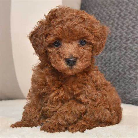 brown toy poodle puppy for sale - Lanny Dunlap