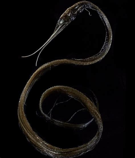 The Slender Snipe eel. This amazing deep sea creature has over 750 ...