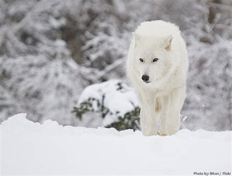 Interesting facts about Arctic wolves | Just Fun Facts