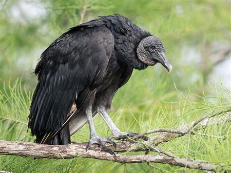 Black Vulture - eBird