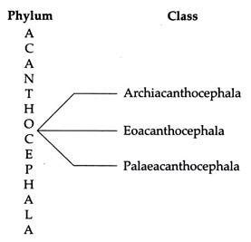 Phylum Acanthocephala: Features and Classification