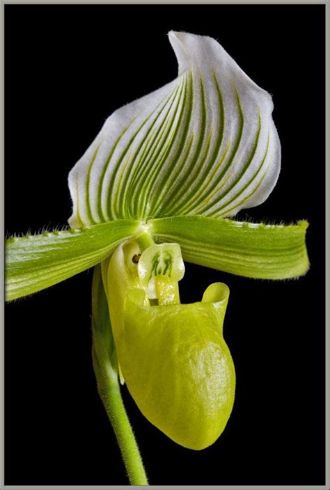 Lady Slipper Orchids | Paphiopedilum, Orchids, Lady slipper orchid