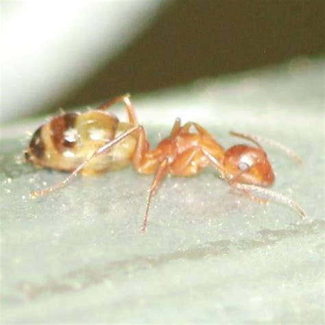 Pyramid Ant - Right Lateral - Camponotus snellingi - BugGuide.Net