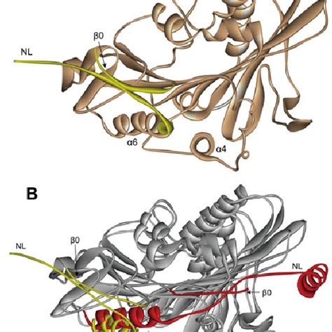 The CNB and extra turn in the ATP state conformation of kinesin. (A ...