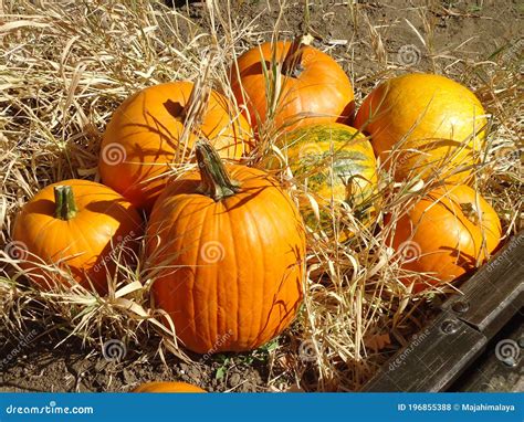 Pumpkins. Orange Pumpkin Bunch. Decoration for Pumpkin Festival in ...