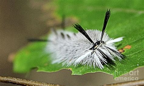 White Hickory Tussock Moth Caterpillar Photograph by Scott D Van Osdol ...