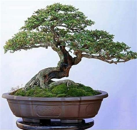 Great Types Of Bonsai Trees Indoor in the year 2023 Don t miss out ...